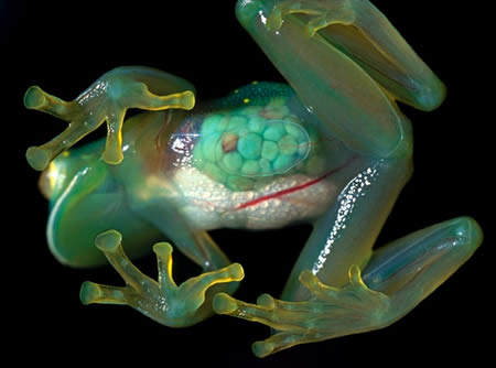 十大透明动物：玻璃蛙玻璃鱼上榜(组图)