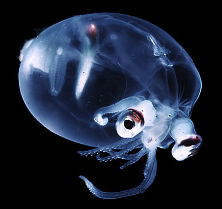 十大透明动物：玻璃蛙玻璃鱼上榜(组图)
