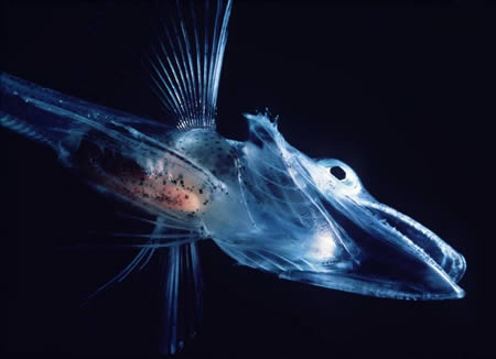 十大透明动物：玻璃蛙玻璃鱼上榜(组图)(2)